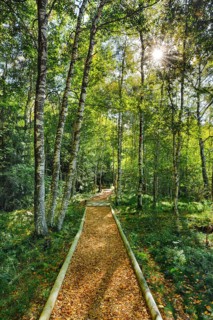 Forest path in the birch forest near Les Ponts-de-Martel in the canton of Neuchatel