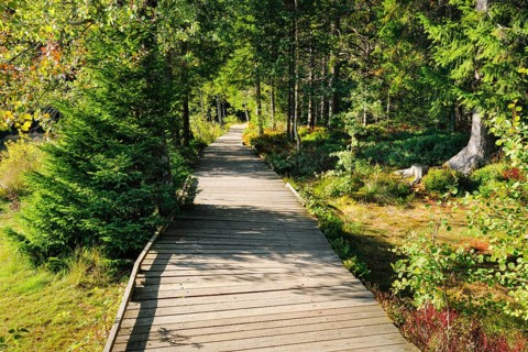 Wooden path in the forest along the Etang de la Gruere mire lake in the canton of Jura