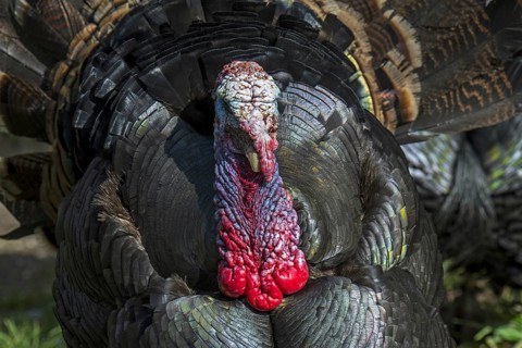 Wild turkey