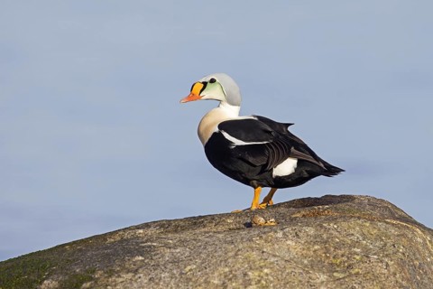 King eider