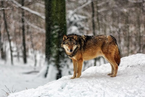 Gray wolf