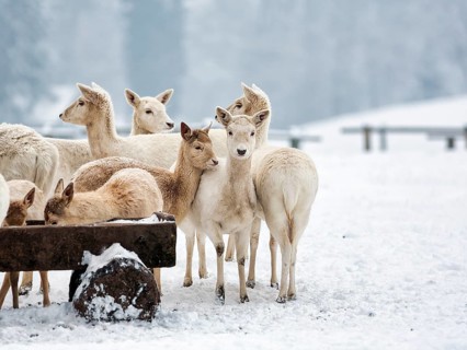 White fallow deer