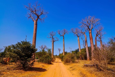 Avenue de Baobabs near Morondave