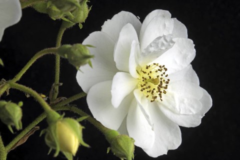 Rambler shrub rose