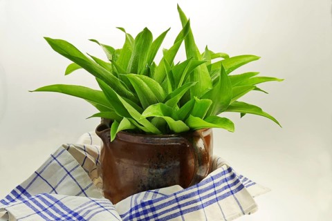 Wild garlic in a clay jug