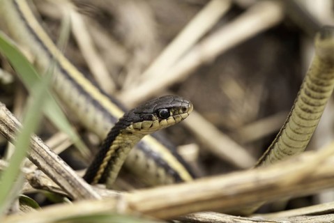Red-sided garter snake