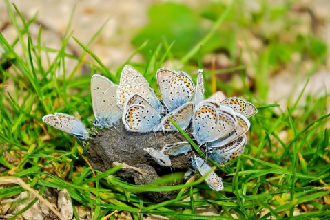 A cluster of blue butterflies