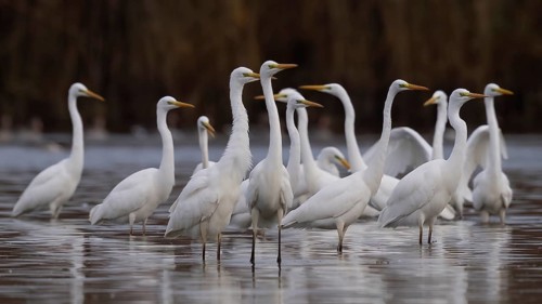 Great egret