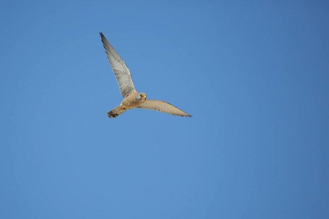 Male Lesser Kestrel