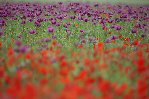 Flower meadow with opium poppy