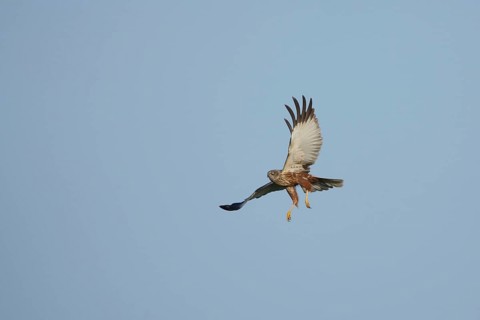Male western marsh-harrier