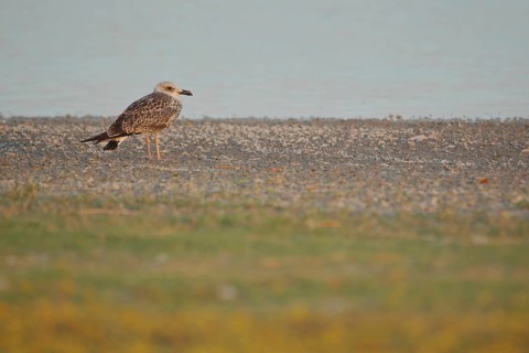 Common gull