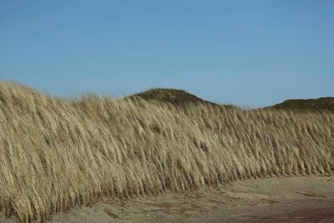 Planting of european marram grasses