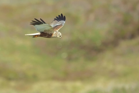 Male western marsh-harrier