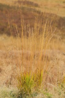 Purple moor grass