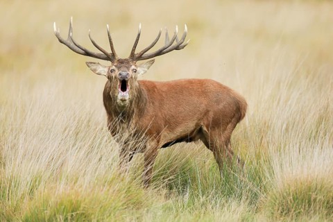 Red Deer