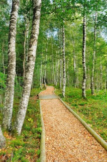 Forest path in the birch forest near Les Ponts-de-Martel in the canton of Neuchatel