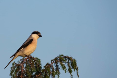 Lesser grey shrike