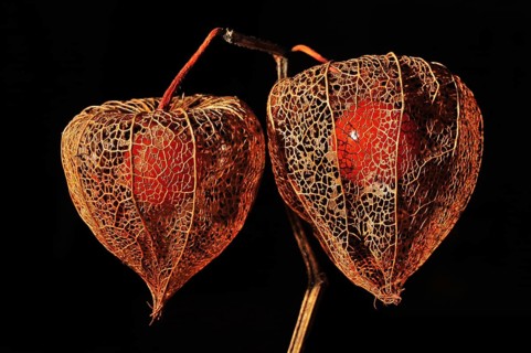 Cape gooseberry