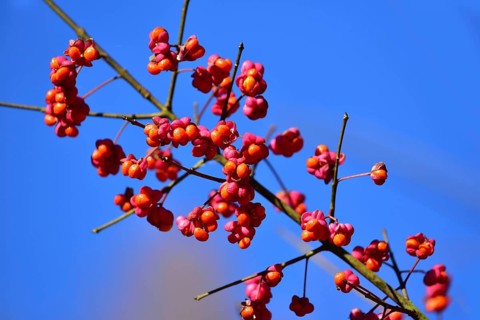 Branch of the peacock