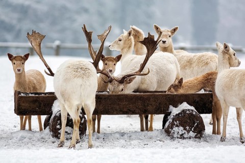 White fallow deer