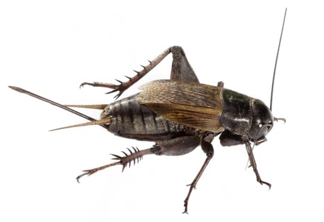 Crickets