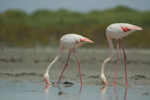 Two greater flamingo