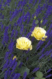 Bedding Rose Gold Spring Tantau 1988