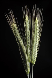 Rye