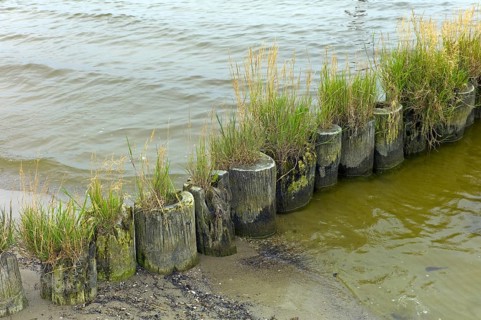 Ueckermuende Mecklenburg-Western Pomerania County Western Pomerania Greifswald with grass overgrown groyne on the beach of Ueckermuende Germany Europe