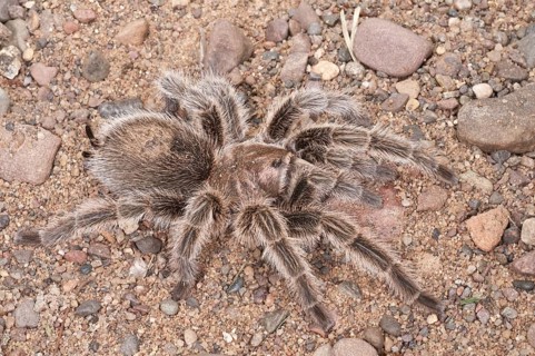 Rose-haired tarantula