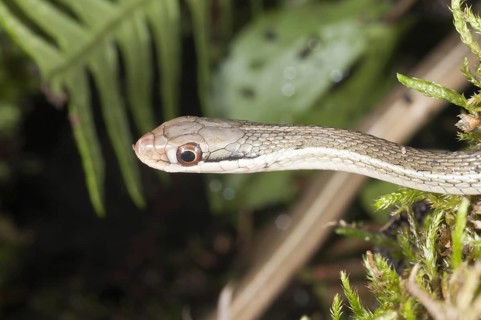 Peninsula ribbon snake
