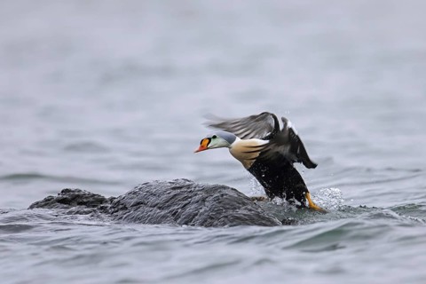King eider