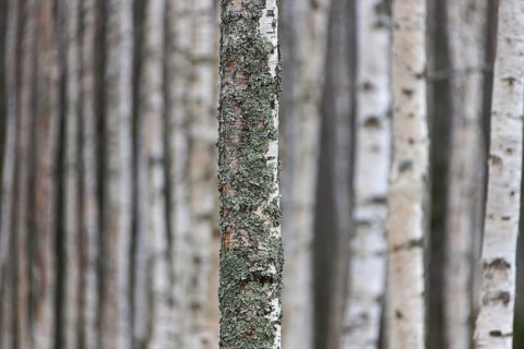 Silver birch