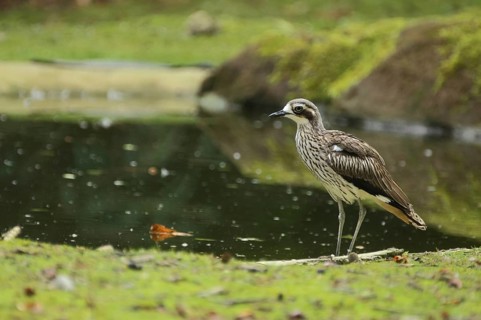 Inca Stone-Curlew