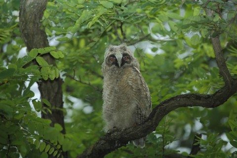 Young long-eared owl