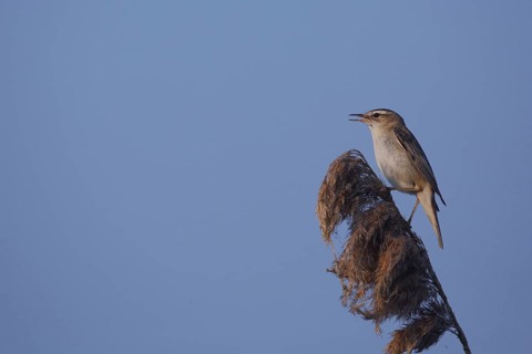 Sedge warbler