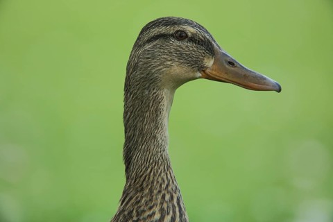 Mallard