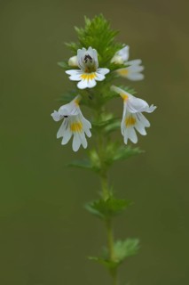 Common Eyebright