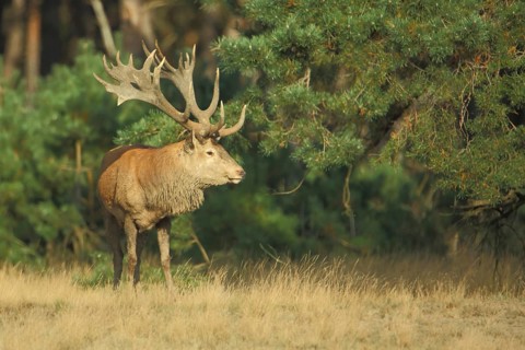 Red deer
