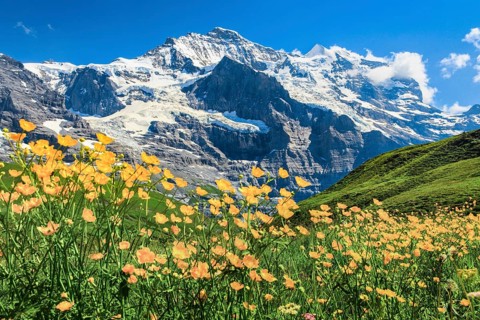 Jungfrau with buttercup