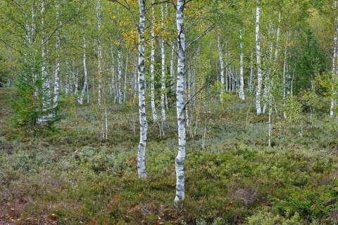 Birch forest and blueberry bushes in the high moor near Les Ponts-de-Martel