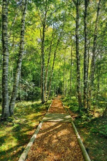 Forest path in the birch forest near Les Ponts-de-Martel in the canton of Neuchatel
