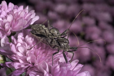 Mating Wheel Bugs