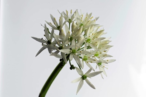 Ramsons
