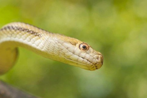 Yellow rat snake