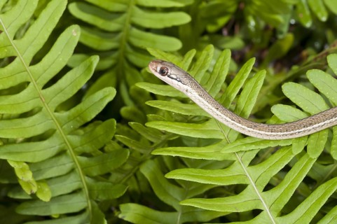 Peninsula ribbon snake