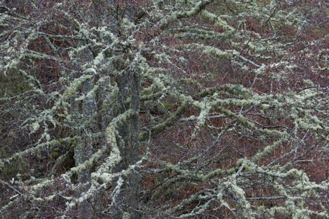 Silver birch