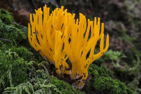 Yellow stagshorn