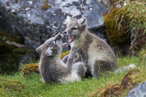 Arctic fox